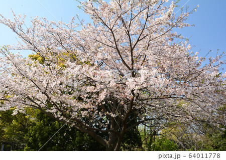 横浜・本牧山頂公園 64011778