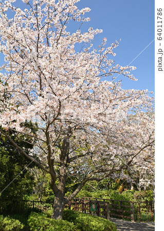 横浜・本牧山頂公園 64011786
