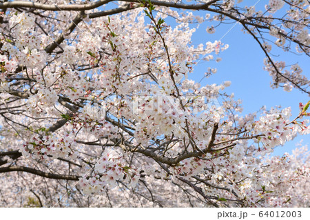 横浜・本牧山頂公園 64012003