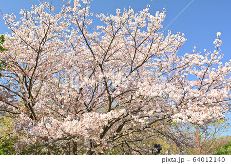 横浜・本牧山頂公園 横浜・本牧山頂公園 64012140