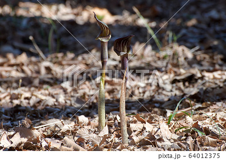 ミミガタテンナンショウ 64012375