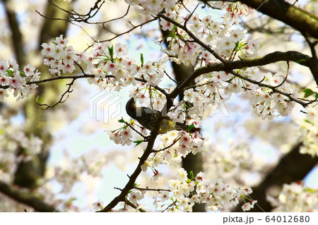 ヒヨドリ ヒヨドリ 64012680