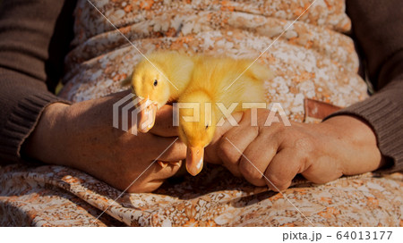 Ducklings Held In Womans Hands. Cute Baby Animals Ducklings Held In Womans Hands. Cute Baby Animals 64013177