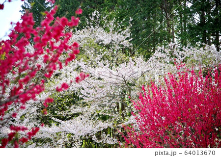 千葉県君津市法巌寺のさくら 64013670
