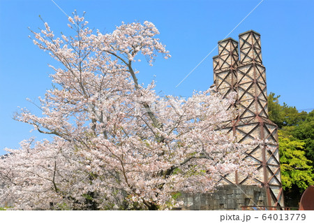 【静岡県】桜が満開の韮山反射炉 【静岡県】桜が満開の韮山反射炉 64013779
