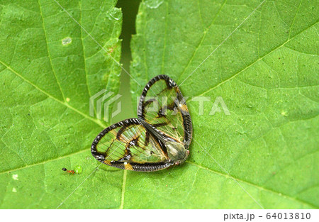 スケバハゴロモ スケバハゴロモ 64013810