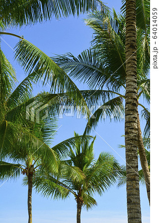 フィリピン　パンゴラオ　青空バックのヤシの木 64014059