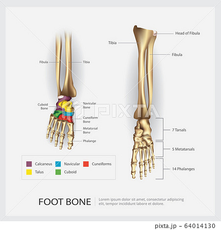 Foot Bone Anatomy Vector Illustration 64014130