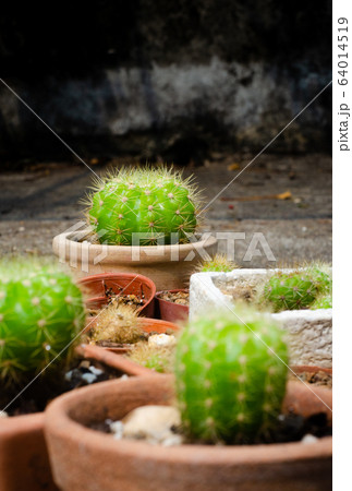 Group of cactus pot on ground with blurred Group of cactus pot on ground with blurred 64014519