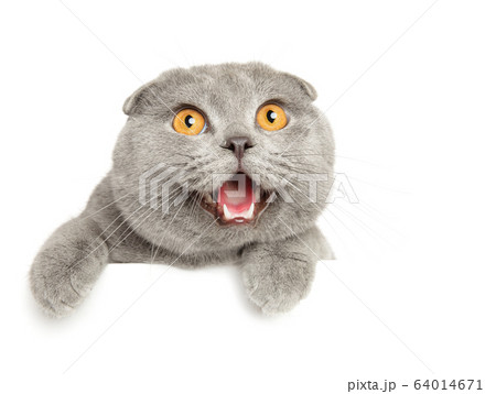 Crazy cat above banner 64014671