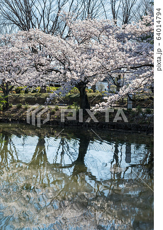 鹿沼公園の桜 64014794