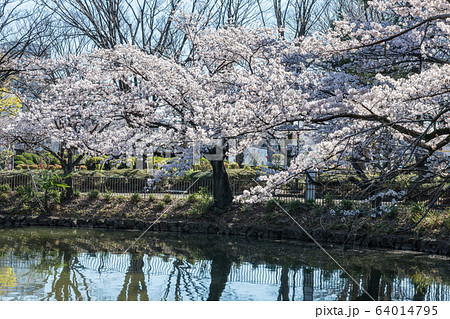 鹿沼公園の桜 鹿沼公園の桜 64014795