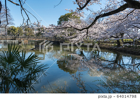 鹿沼公園の桜 鹿沼公園の桜 64014798