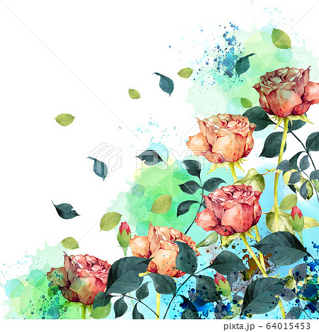 薔薇水彩画 薔薇水彩画 64015453