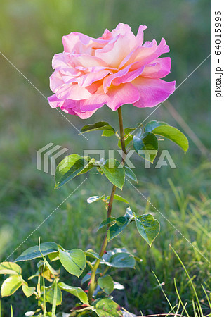 Rose. Pink flower in summer garden in summer day Rose. Pink flower in summer garden in summer day 64015996