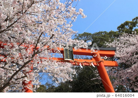 田原本の桜 田原本の桜 64016004