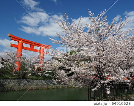 京都　平安神宮　岡崎疏水の桜 64016628