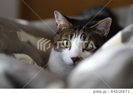 見つめる猫 64016671