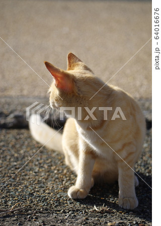 振り向く猫 64016676