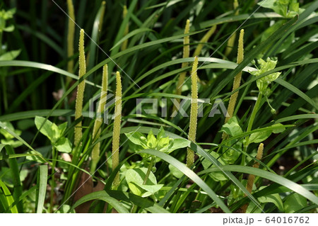 自然　植物　セキショウ、小川の縁など湿った場所に群落を作ります 64016762