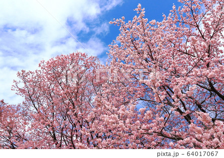 サクラ 桜 さくら サクラ 桜 さくら 64017067