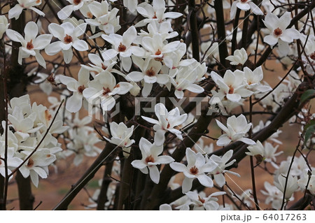 ハクモクレン 64017263