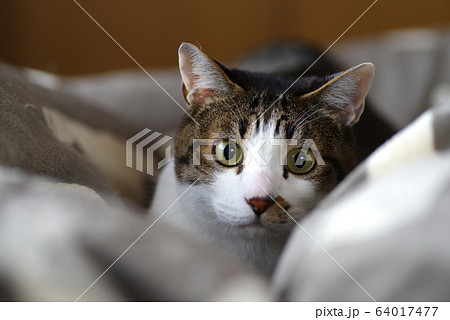 見つめる猫の写真素材 [64017477] - PIXTA