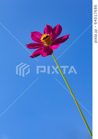 beautiful cosmos flower beautiful cosmos flower 64017686