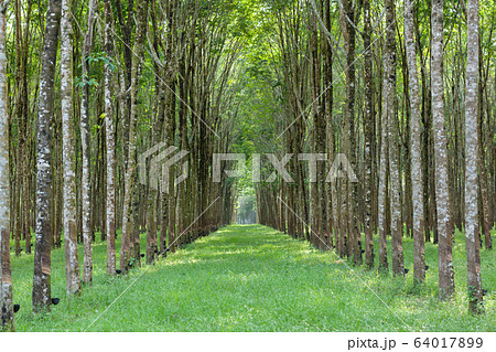 Landscape of Hevea brasiliensis Muell. Arg. or 64017899