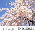 さくら 64018081