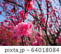 花桃 64018084
