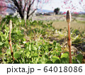つくし 64018086