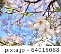 さくら 64018088