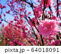 花桃 64018091