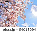 さくら 64018094
