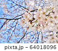 さくら 64018096