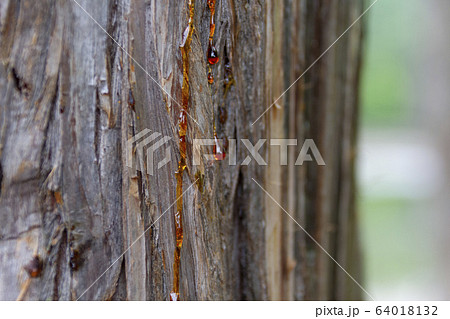 木からでる樹液 木からでる樹液 64018132