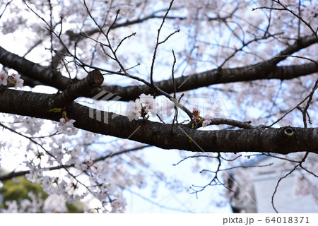 桜 64018371