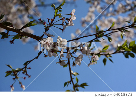 桜 64018372