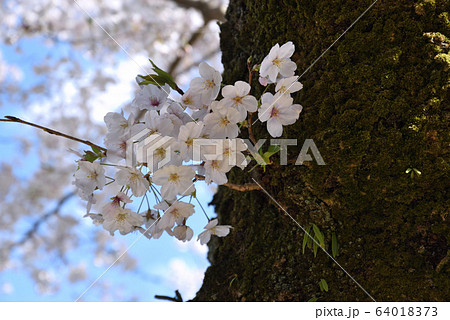 桜 64018373