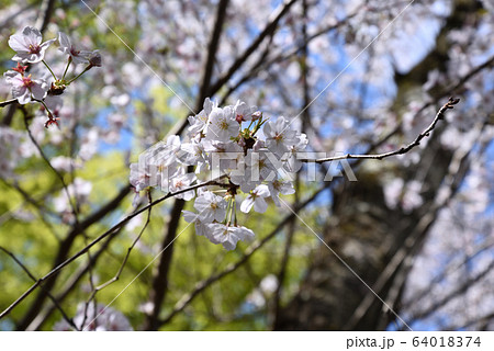 桜 64018374