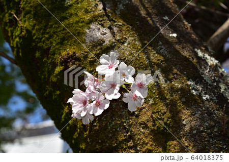 桜 64018375
