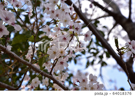 桜 64018376