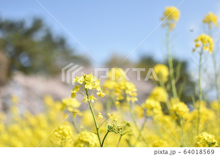 春のなの花 64018569