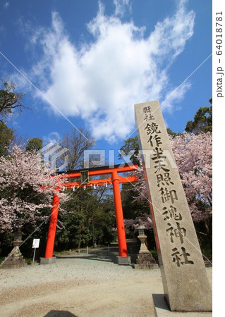 田原本の桜 田原本の桜 64018781