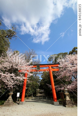 田原本の桜 田原本の桜 64018835
