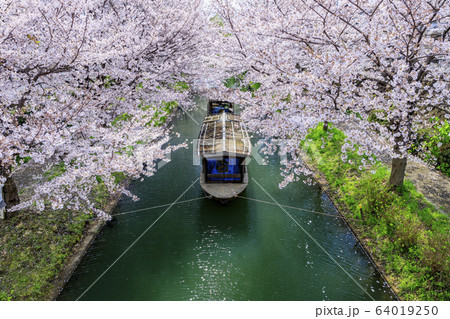 伏見　桜 64019250