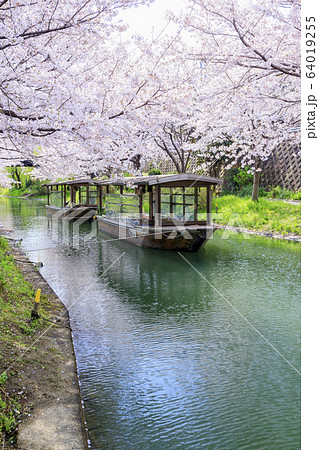 伏見 桜 伏見 桜 64019255