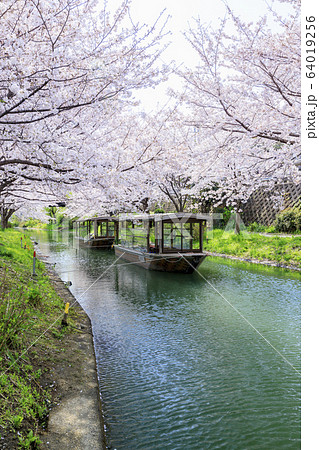 伏見 桜 伏見 桜 64019256