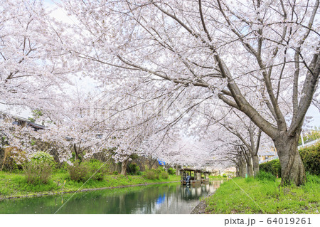 伏見　桜 64019261